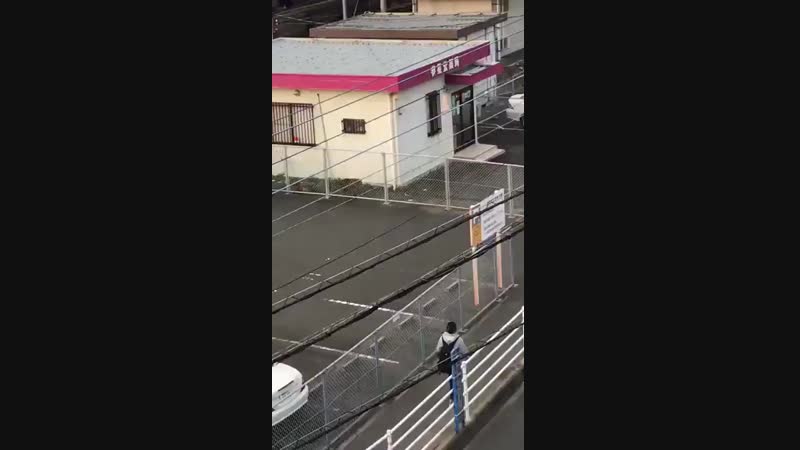 Метнулся кабанчик