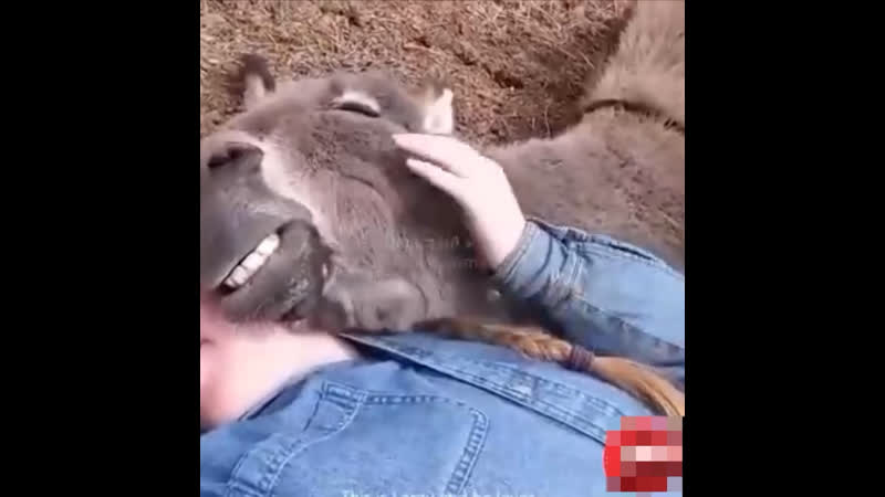 Осел любит обниматься