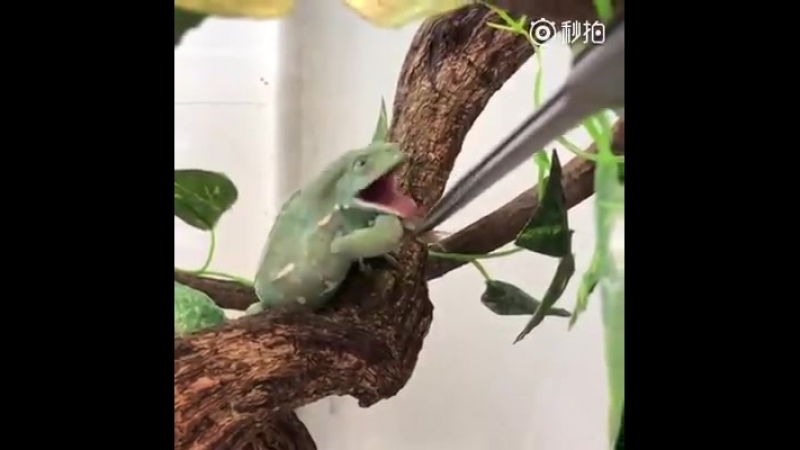 Отстань, не жру я это