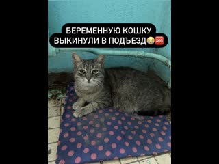 Беременную кошку выкинули в подъезд 🆘🆘🆘