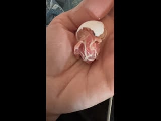 Последний рывок, малыш корелл освобождается от скорлупки