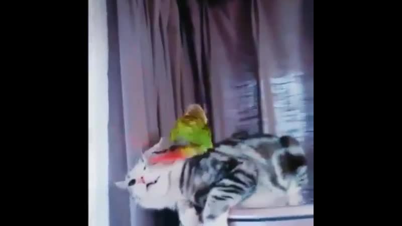 Котиком porn video – Секс с котиком