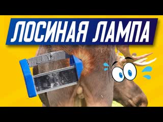 Жопу лизать не буду | малярная лампа лосева | проявочный свет