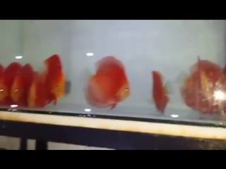 Super red royal 5 5 5 in vina discus