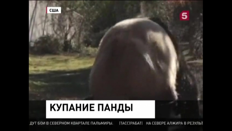 Панда тянь тянь собирает аншлаг в зоопраке вашингтона