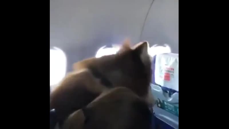 Пассажир в самолёте