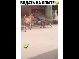 Жизненный опыт бесценен