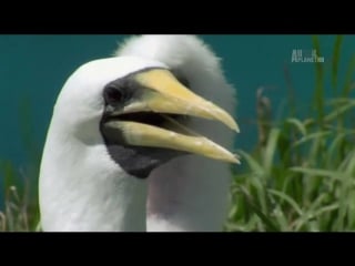 Porn planet дикие молодые властелины неба