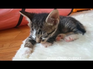 Kitten sleeping in funny pose ★arimiulovelovecat