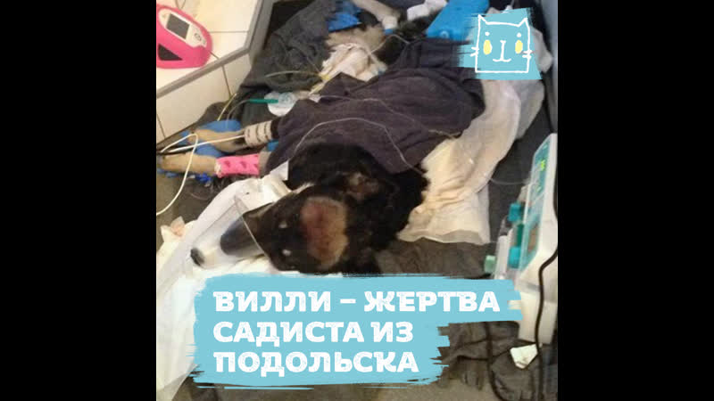 Мужик подвесил пса и колол его вилами