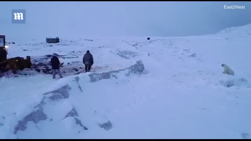 В селе рыркайпий на чукотке, где нашествие полярных медведей, пытаются отпугнуть зверей с помощью ракетниц