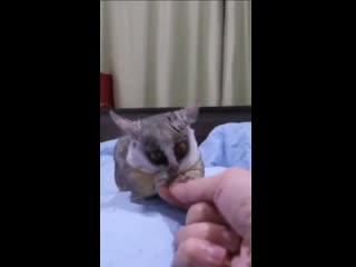 Летающая пися