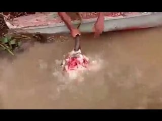 Кормежка пираний