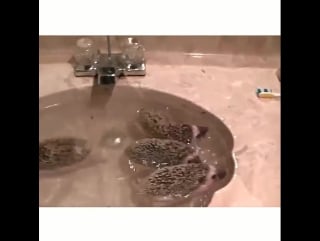 Ptencoff bathtime for hedgehogs! #9gag