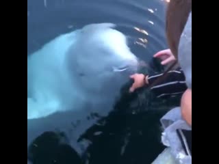 Such an amazing video a beluga whale finds a dropped iphone in the ocean and returns it b