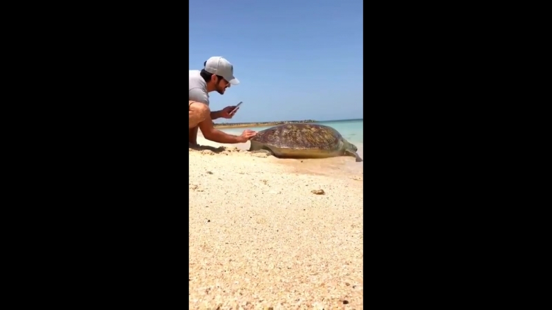 Hh sheikh hamdan rescues a turtle stuck at dubai