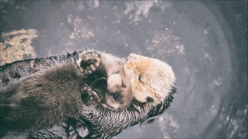 Милая выдра и ее детеныш