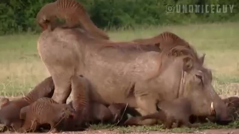 Бородавочник и мангусты