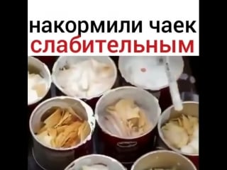 Слабительное для чаек