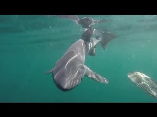 Incredible video shows hungry blue shark swimming off uks coast