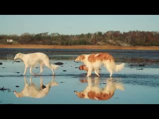 Ira initium insaniae est #218