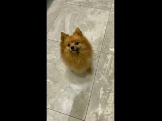 Honestly, hatchi just closing his eyes and not moving a single bit is me whenever someone throws a ball at me