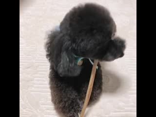 [video] 191121 tobenstagram instagram update