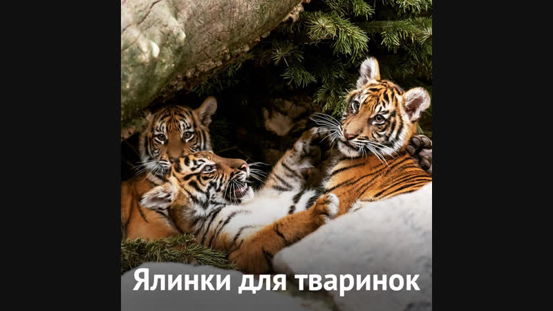 Куди подіти ялинки рішення зоопарку