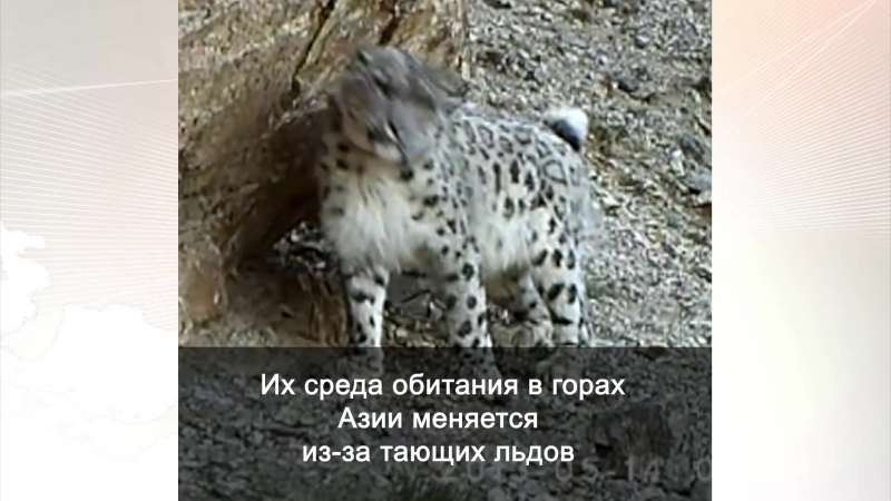 Ирбисы под угрозой вымирания