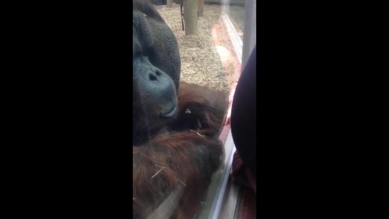 Орангутанг и беременная