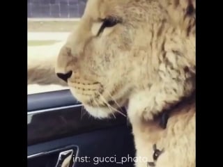 [gucci] чисто с братишкой 🦁