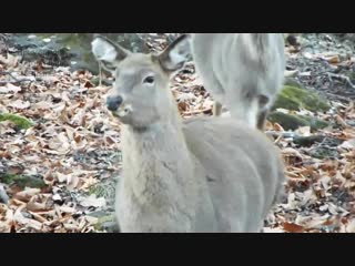 Табаки в парке копытных