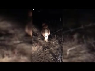 Dog caught secretly riding a pony when owners arent home late at night