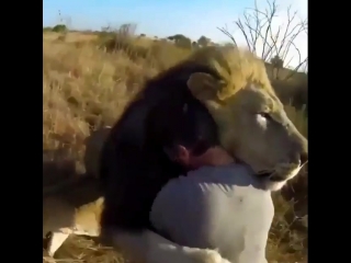 A lion recognizes his dad, the lion whisperer