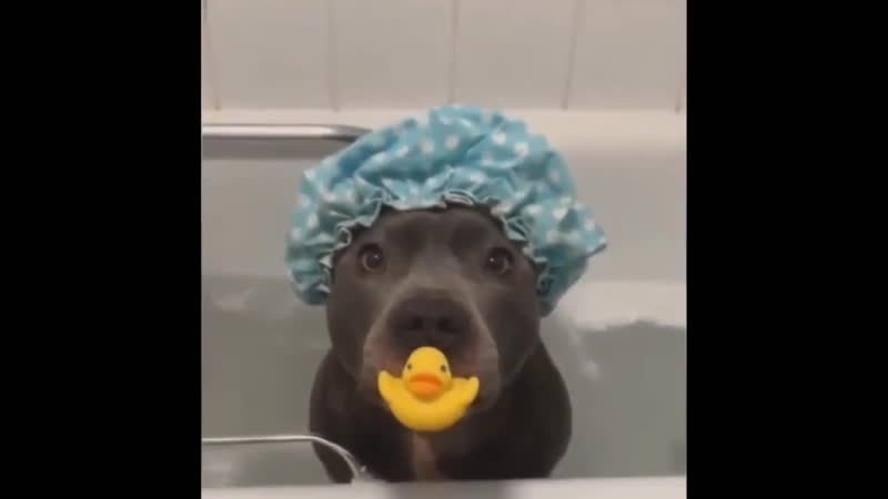 Самая кровожадная порода молодые