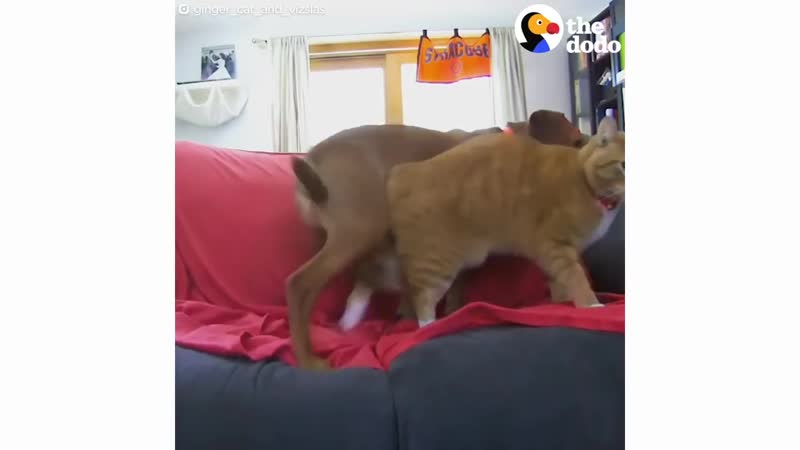 Away porn video – Hidden camera catches cat comforting anxious dog while familys away the dodo