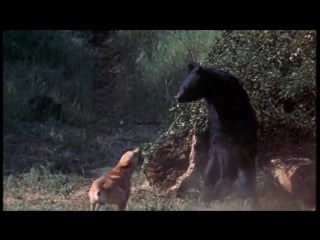 Old yeller saves arliss from the bear