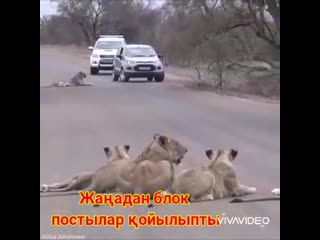 Video by medet idiris uly dzhalgasbaev