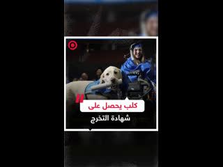 كلب يحصل porn videos - BEST XXX TUBE