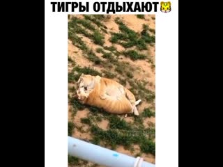 Две булочки с корицей😂😍