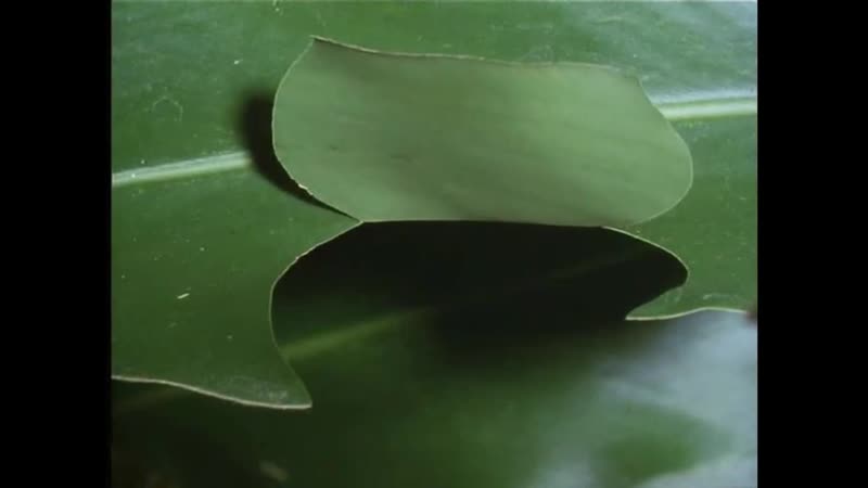 Caterpillar creating its own hut