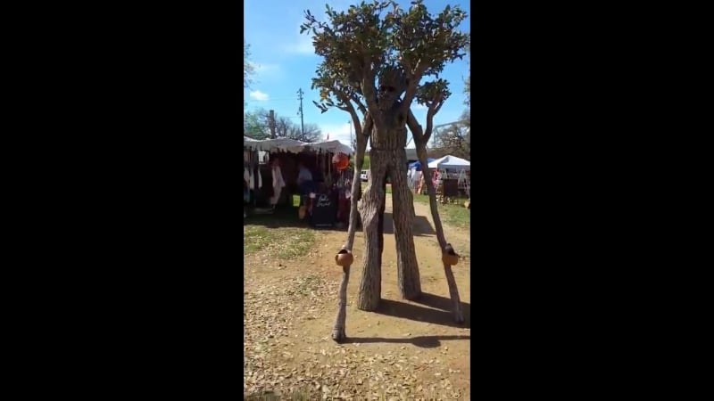 Мужчина соорудил себе крутой костюм дерева для фестиваля