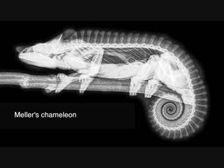 Porn x rays from the vet center oregon sex