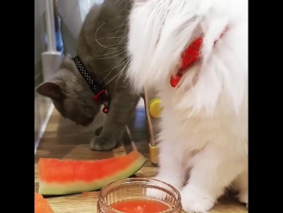 The first tast of watermelon 🍉 😻😸
#kitten #kittybo лондон 02 09 2017