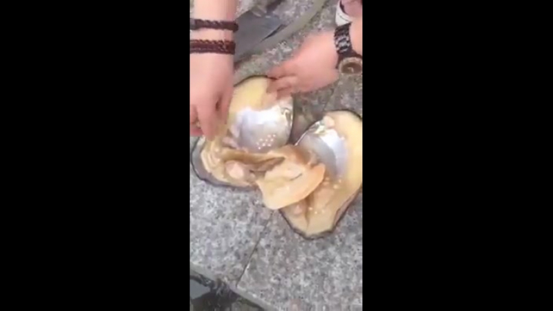 Чудо из ракушки