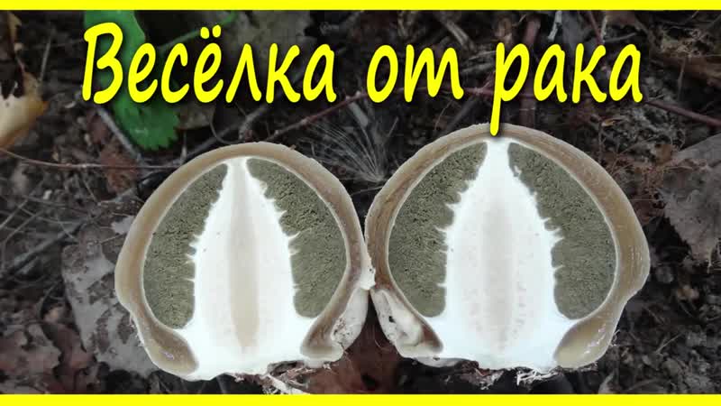 Лечение рака грибом веселка