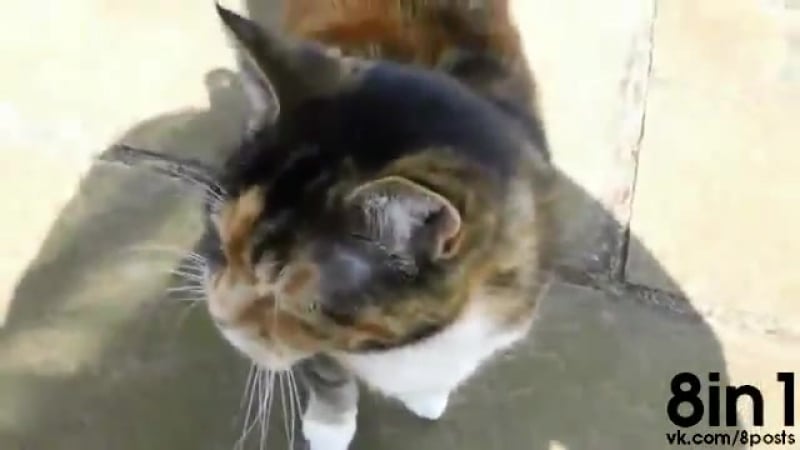 Кот мяукает очень глубоким басом