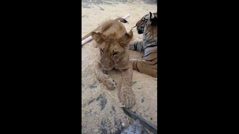 ☇цирк династии довгалюк☇ live