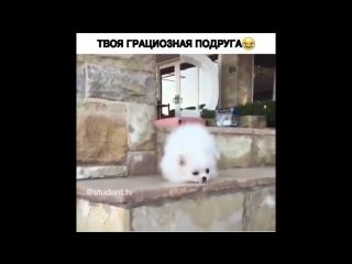 Твоя грациозная подруга)) instamusor