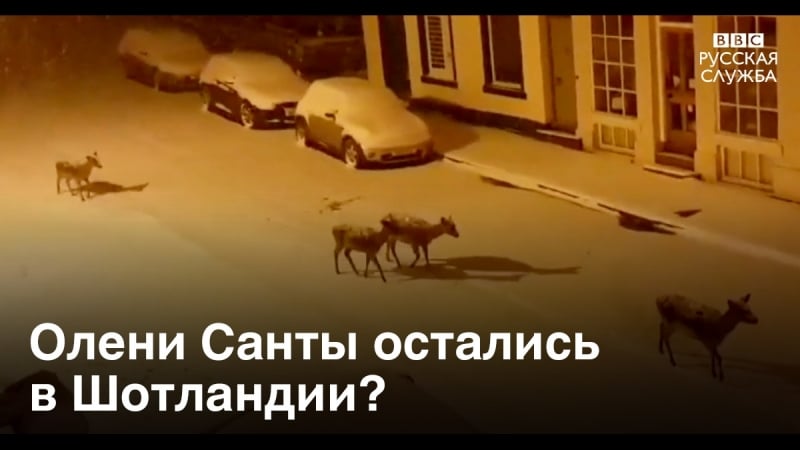 Олени гуляют по городу